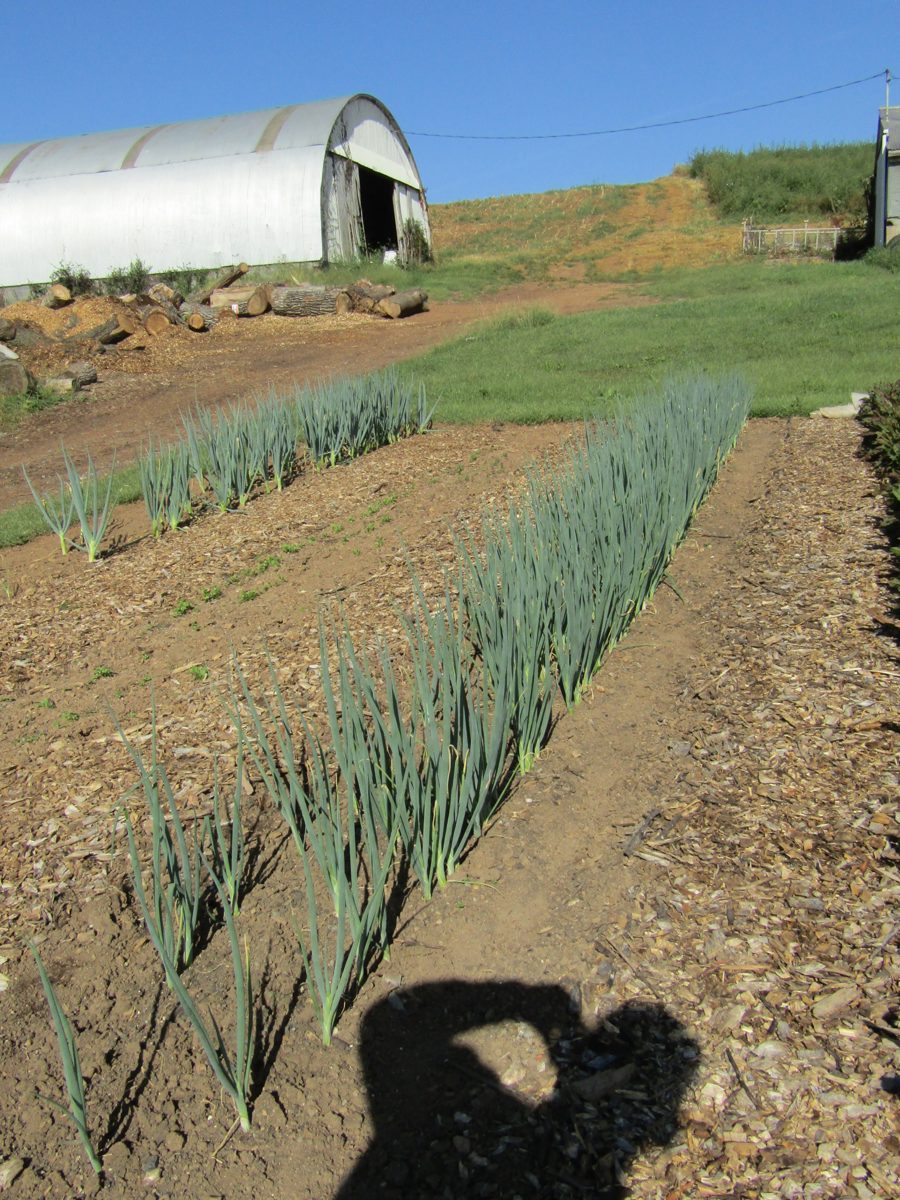 Rows of leeks and onions in front of a greenhouse