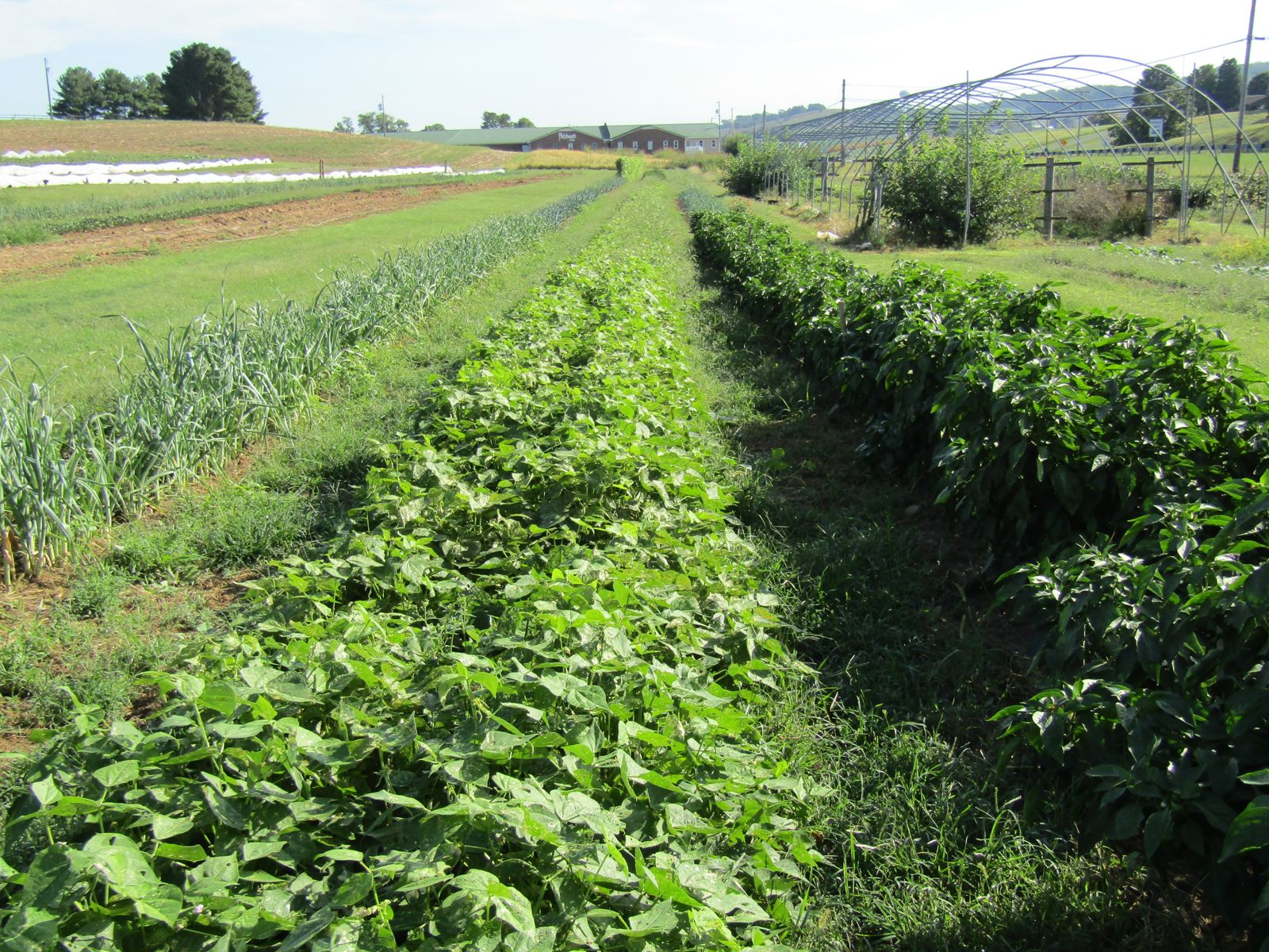 Long rows of beans and peppers in the main field, greenhouses and hills beyond