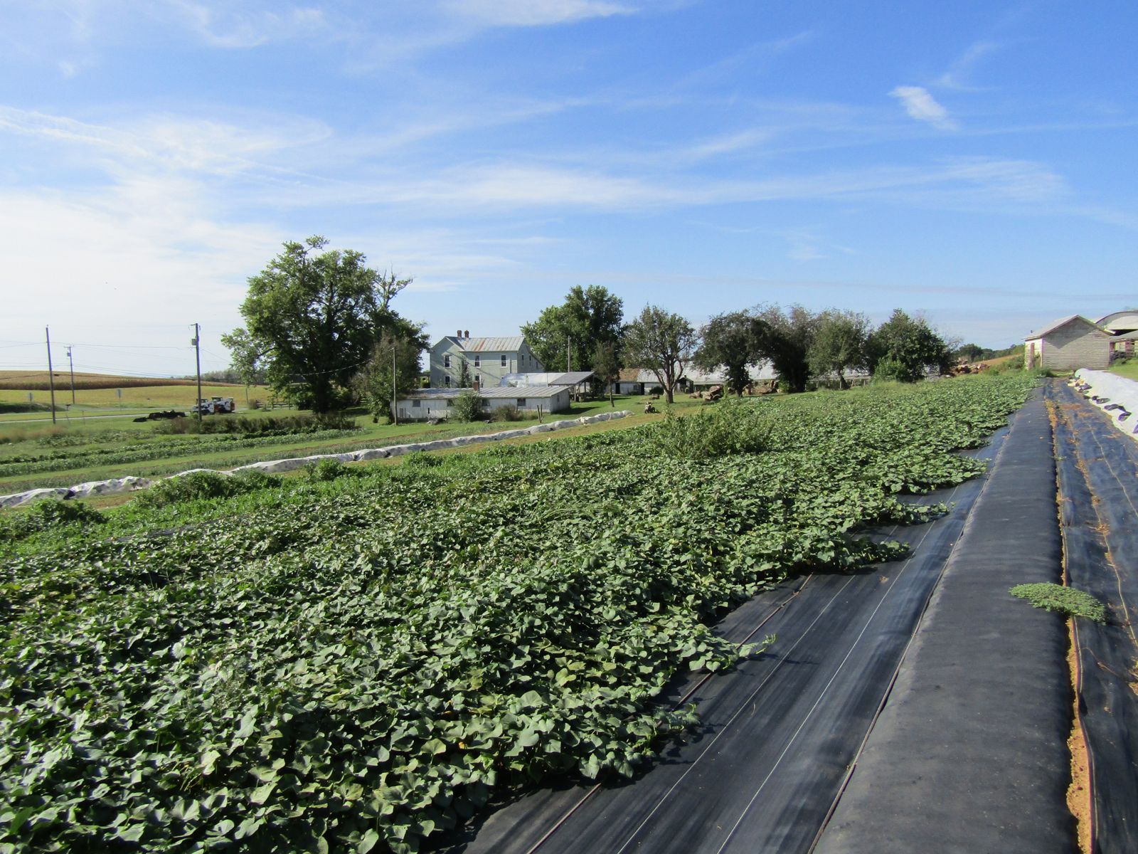 A field of sweet potato vines with the farmhouse and a wide blue sky