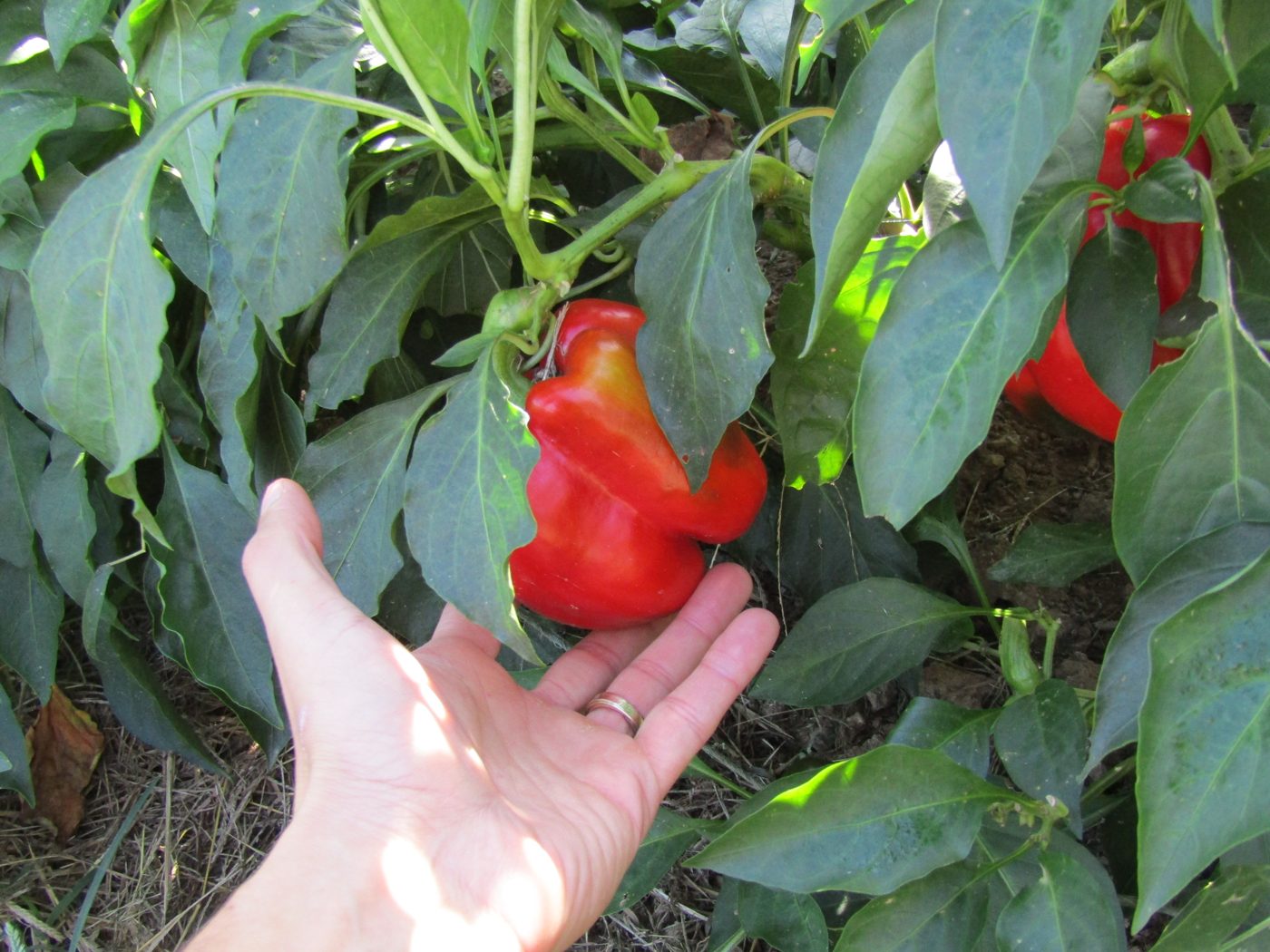 A hand cradling a ripe red bell pepper on the plant
