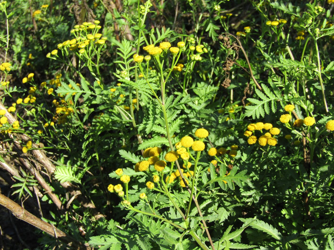 Clusters of small yellow button flowers on fern-like foliage at the field edge